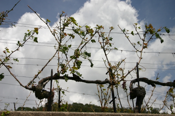 Vignes grelees Lavaux - 061